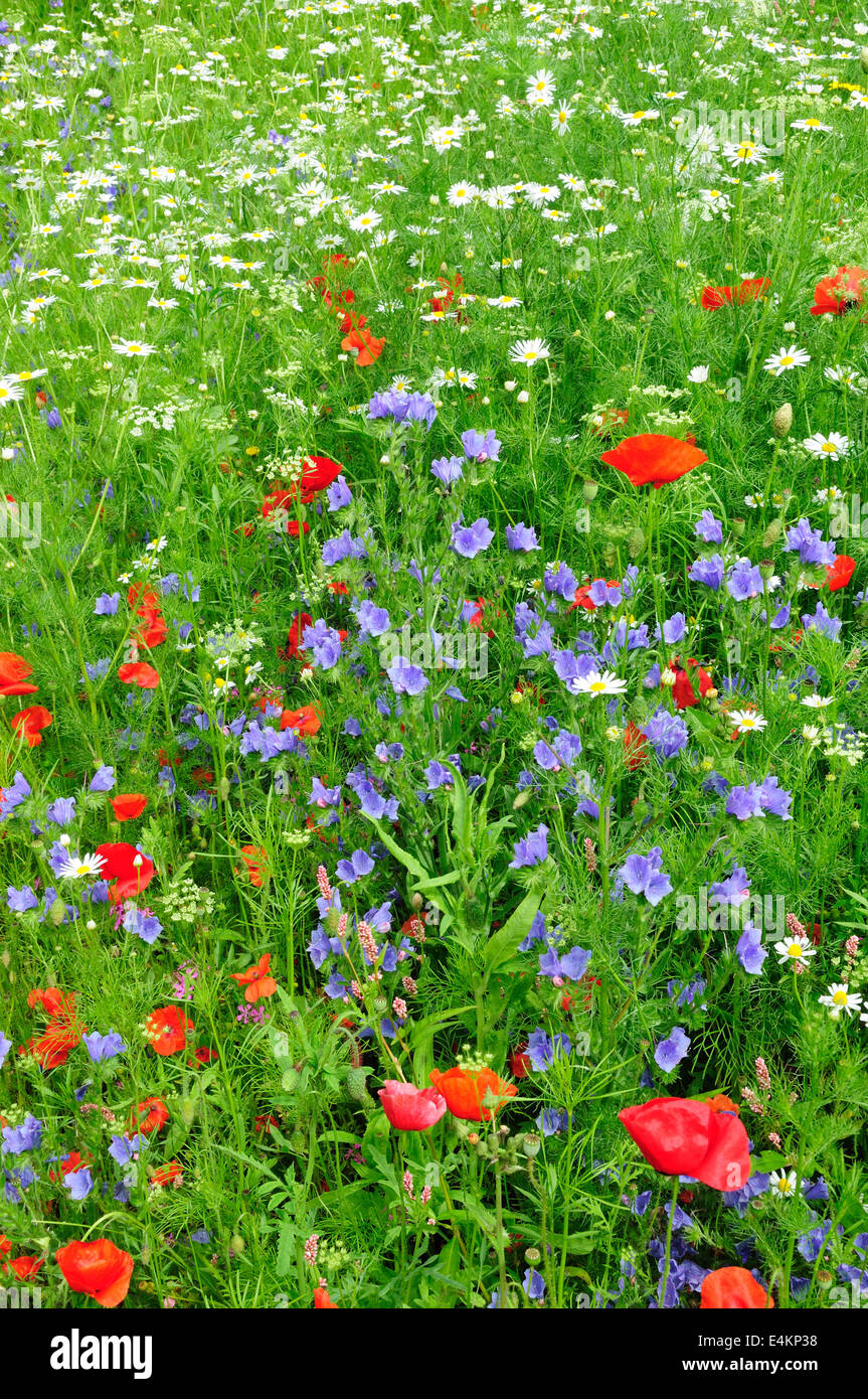 Wildflower meadow uk hi-res stock photography and images - Alamy