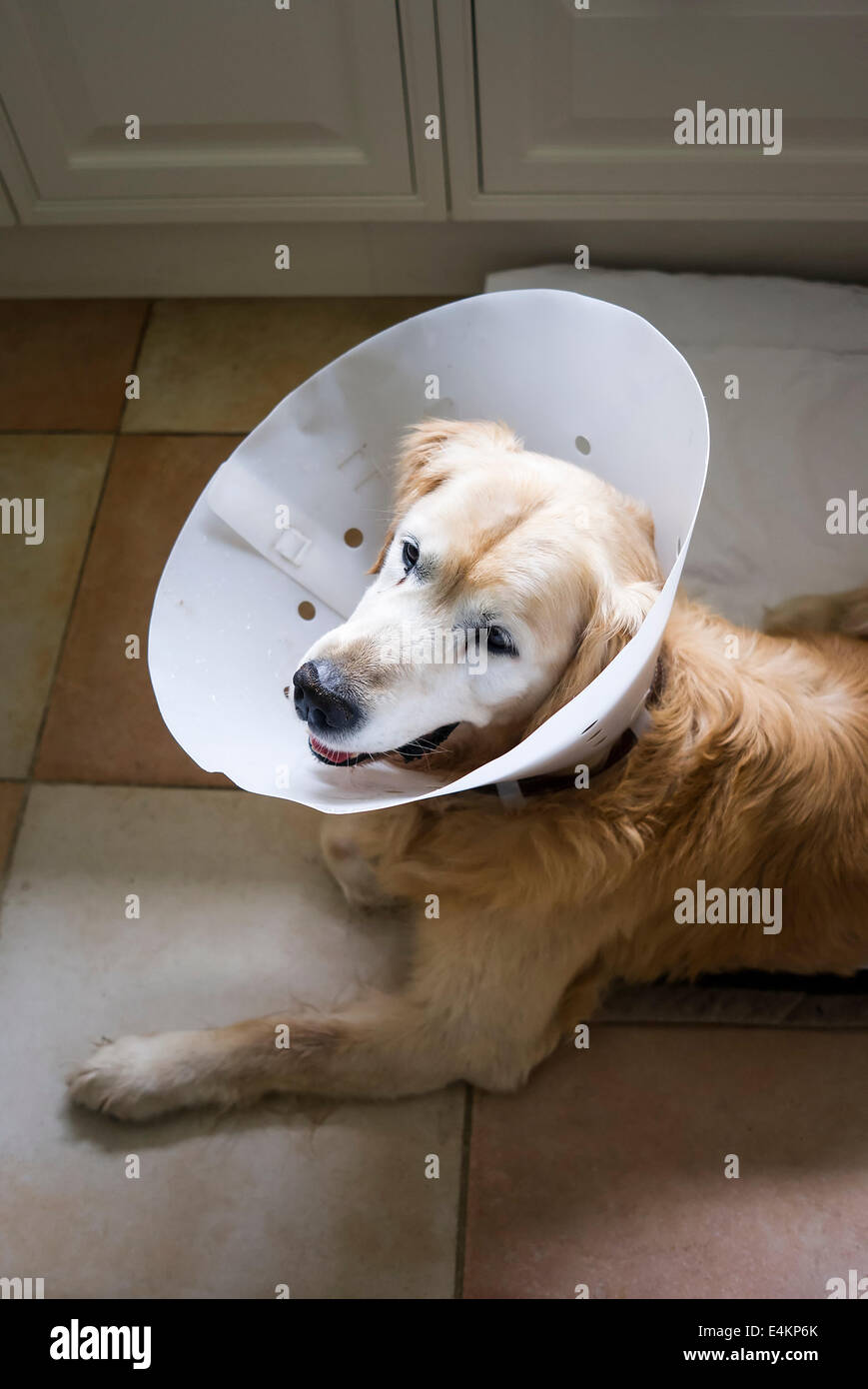 Dog wearing a surgical collar after a stomach operation to prevent accidental aggravation of healing wound Stock Photo