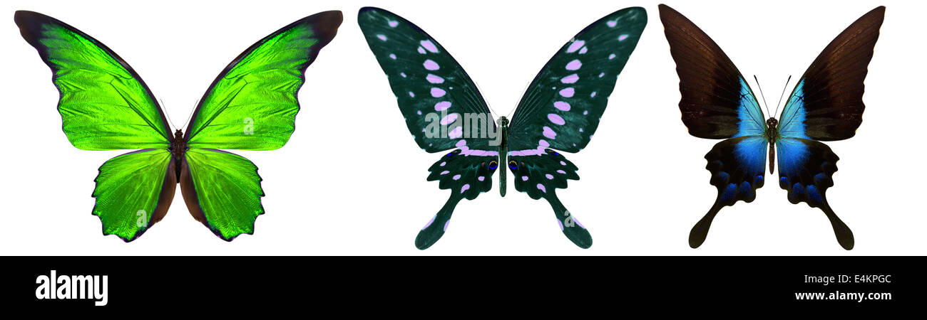 beautiful butterfly isolated on a white background Stock Photo - Alamy