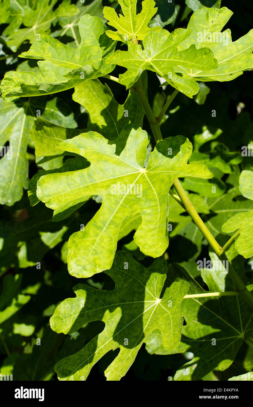 leaf natural background Stock Photo - Alamy