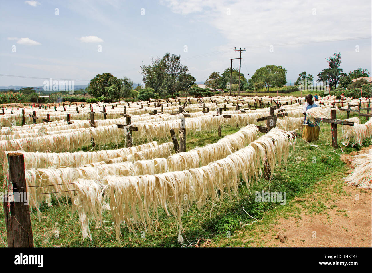 Sisal (Agave sisalana) drying. This fiber is used for the manufacturing of rope. Photographed in Kenya Stock Photo