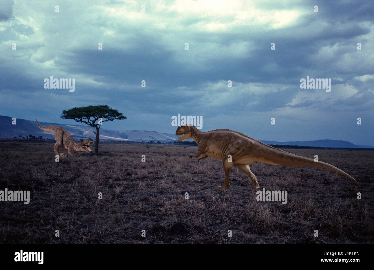 Ceratosaurus Vs Tyrannosaurus Stock Photo