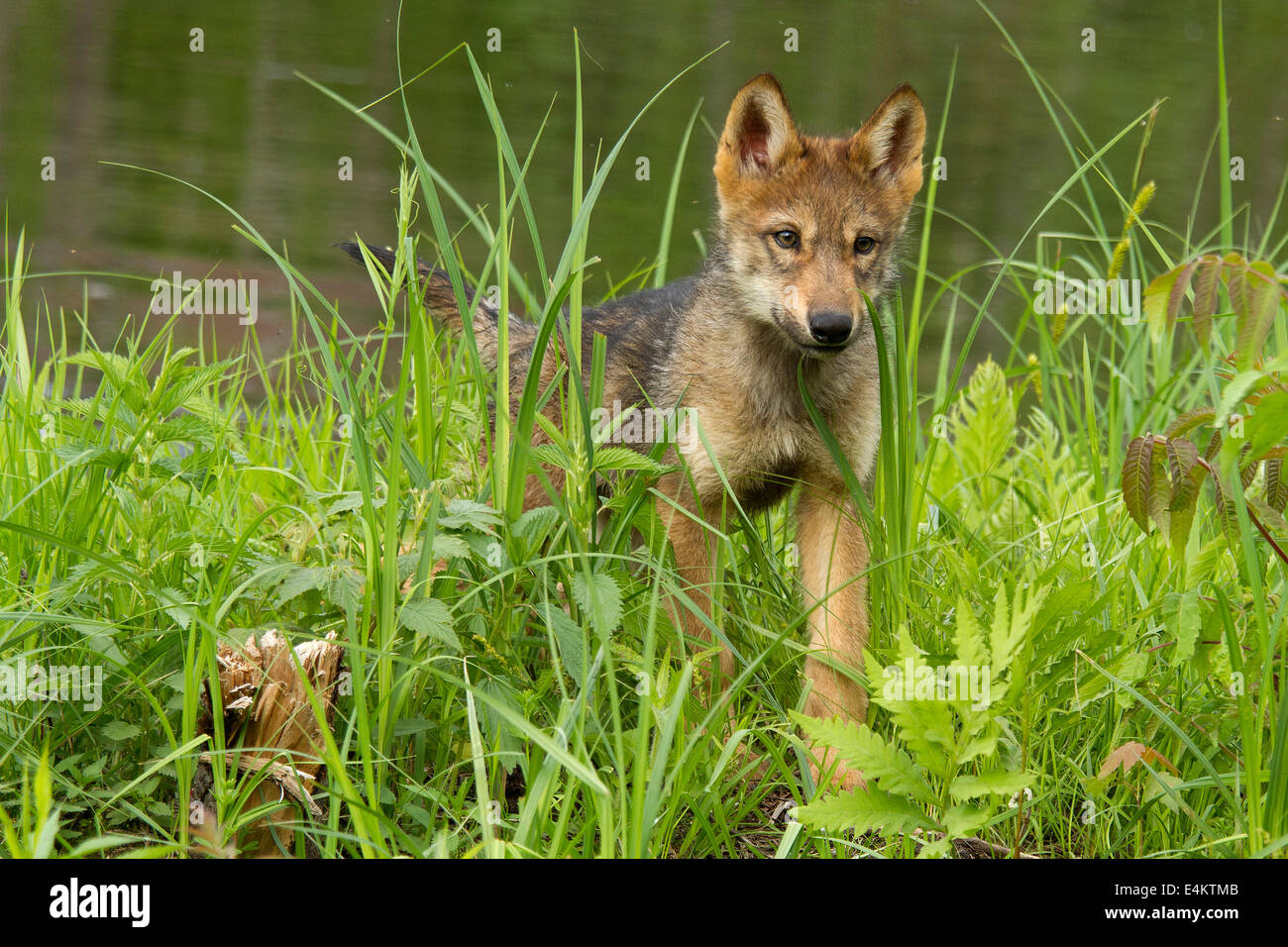 A coyote pup (Canis latrans) looks through the tall grass, Minnesota