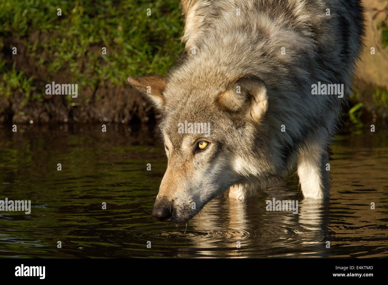 my postersucks 「DRINKING LIKE A WOLF」 my postersucks 「DRINKING LIKE A WOLF」 Drinking Like A Wolf