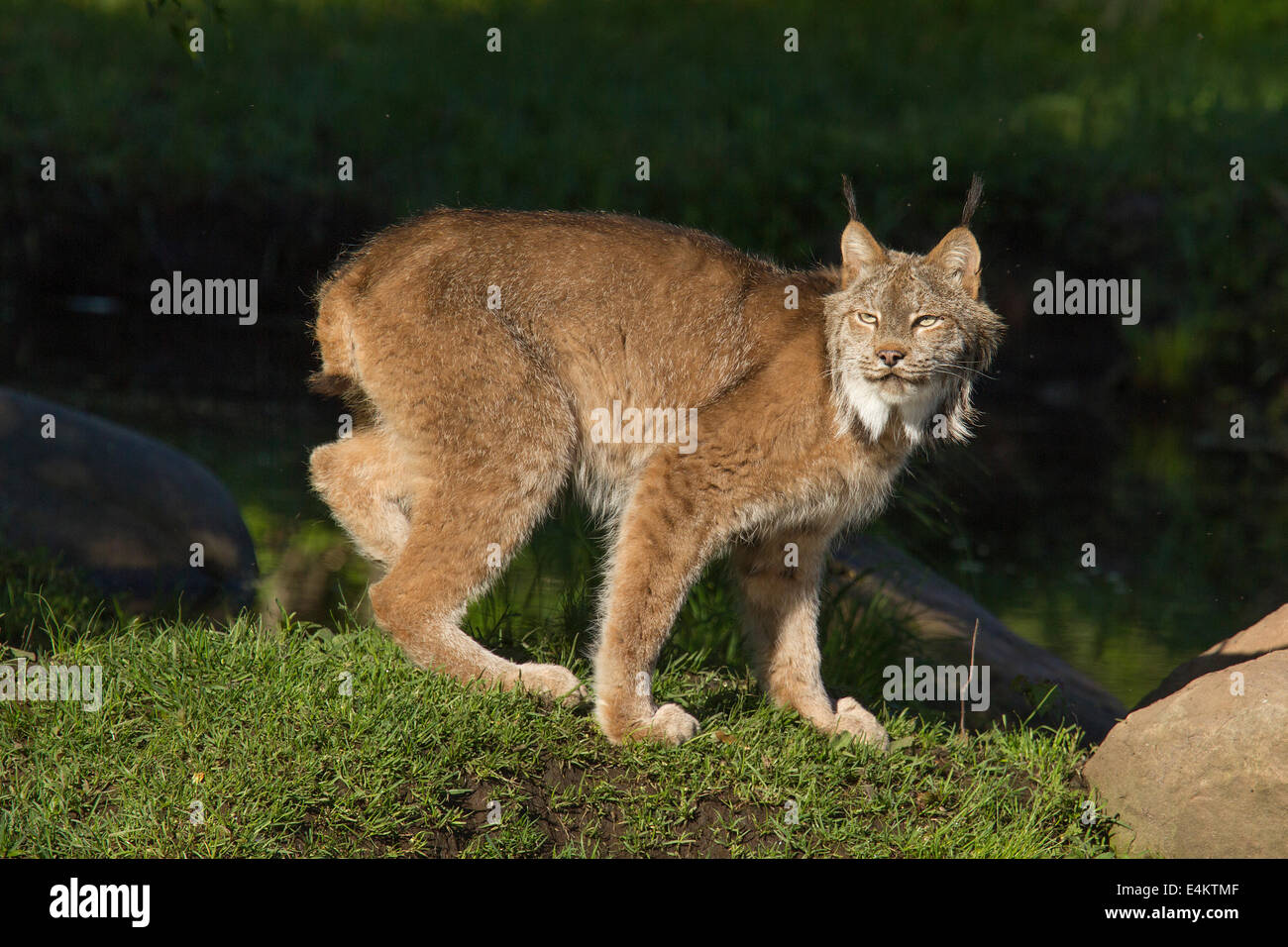 Adult lynx felis lynx walking hires stock photography and images Alamy