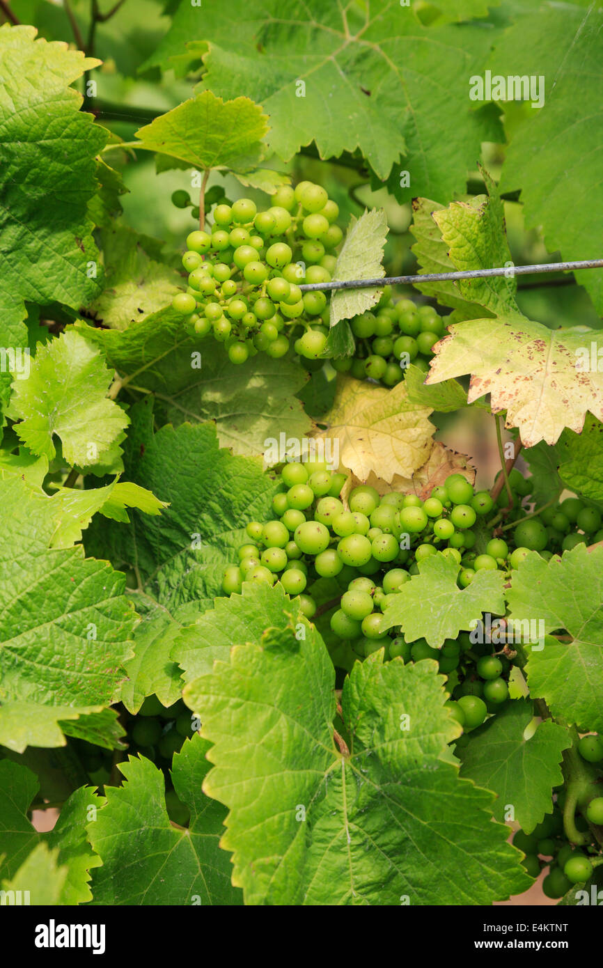 Bunches of white wine grapes ripening on vines growing in a vineyard in late summer. Kent, England, UK, Britain, Europe Stock Photo
