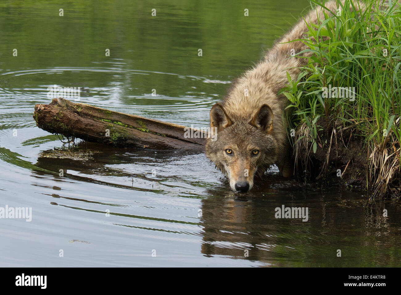 An adult coyote (Canis latrans) drinking water at a pond and staring