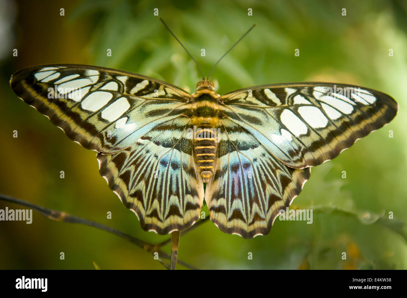 butterfly with spread wings Stock Photo Alamy