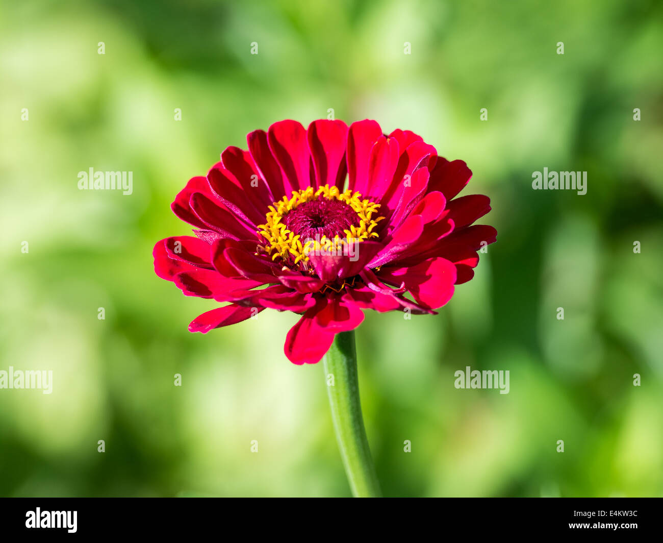 Red Zinnia Elegans Summer Flower Stock Photo