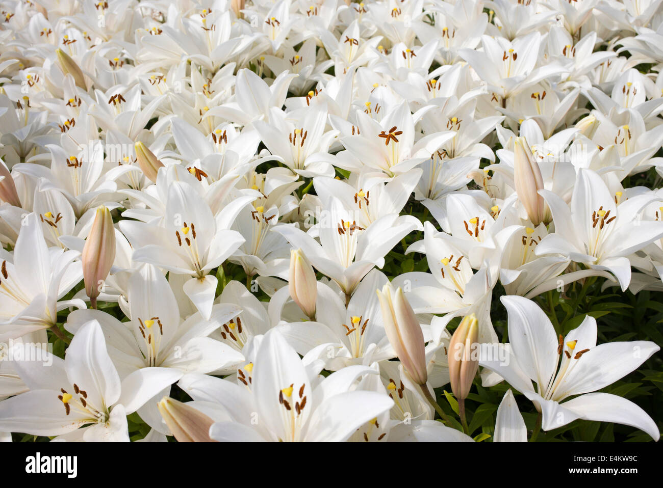 Lilium. White Oriental Lily flowers Stock Photo - Alamy