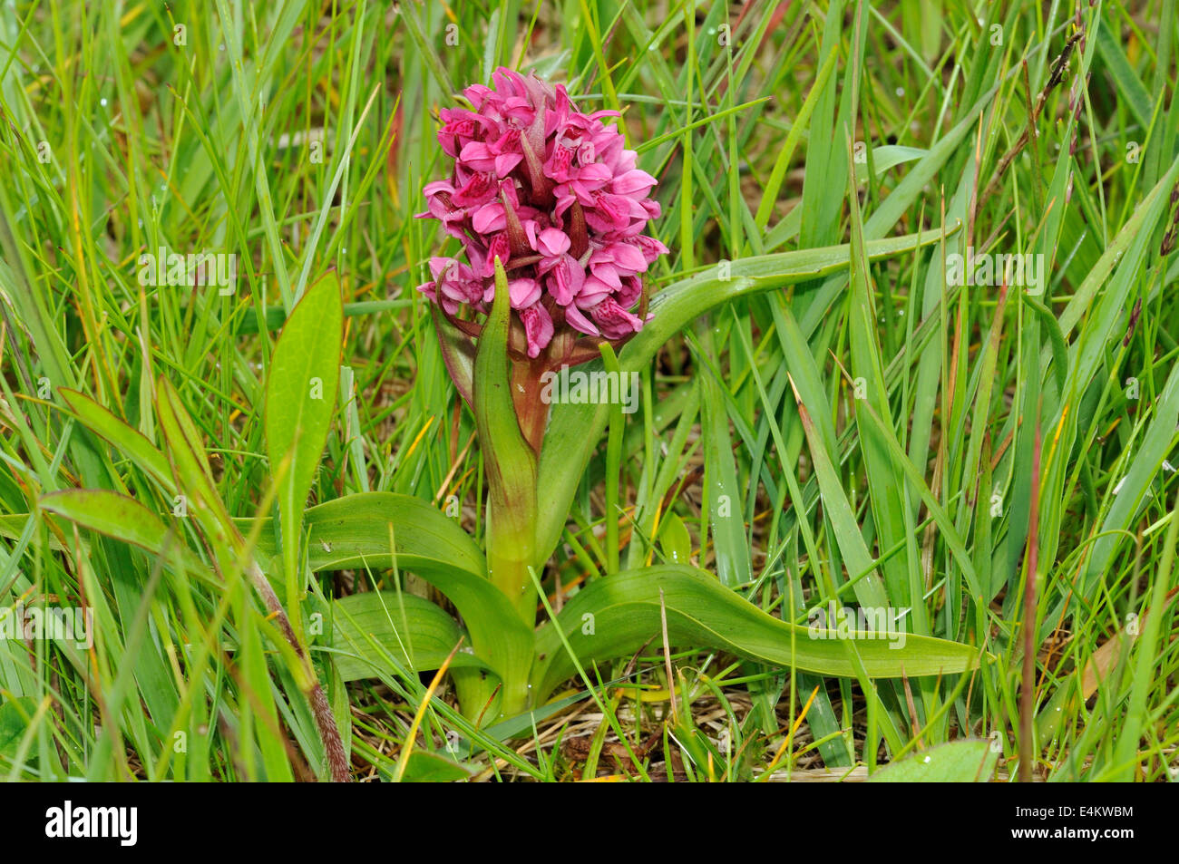 Early Marsh Orchid - Dactylorhiza incarnata coccinea Whole plant in machair grassland Stock Photo