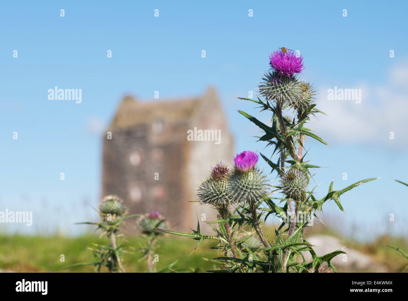 Onopordum acanthium. Cotton thistle or Scotch thistle in front of Smailholm Tower, Kelso, Scottish borders Stock Photo