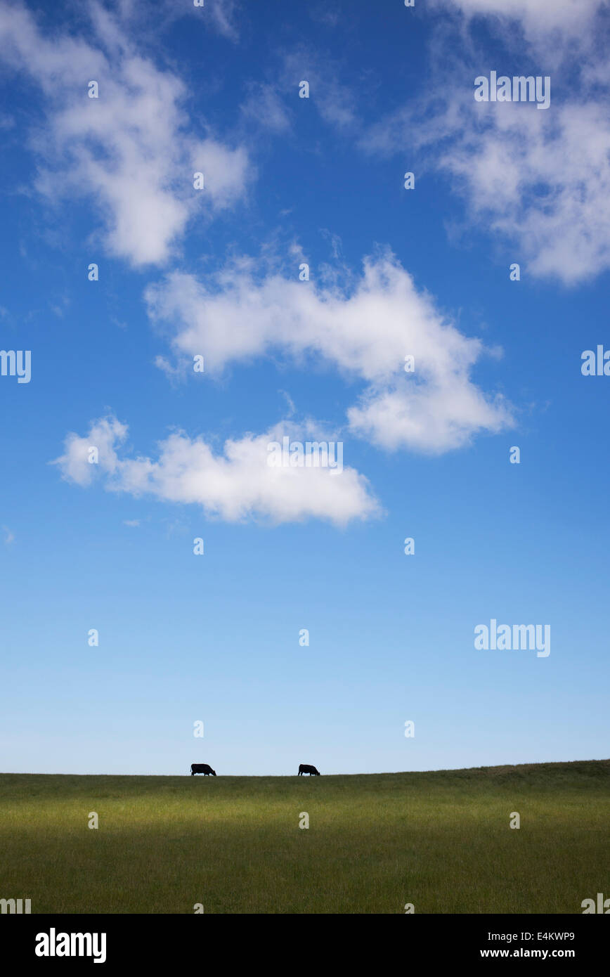 Two silhouette Cows on the horizon of a field in sunlight and shade. Scotland Stock Photo