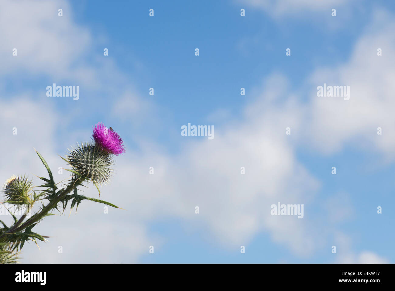 Onopordum acanthium. Cotton thistle or Scotch thistle against blue cloudy sky Stock Photo