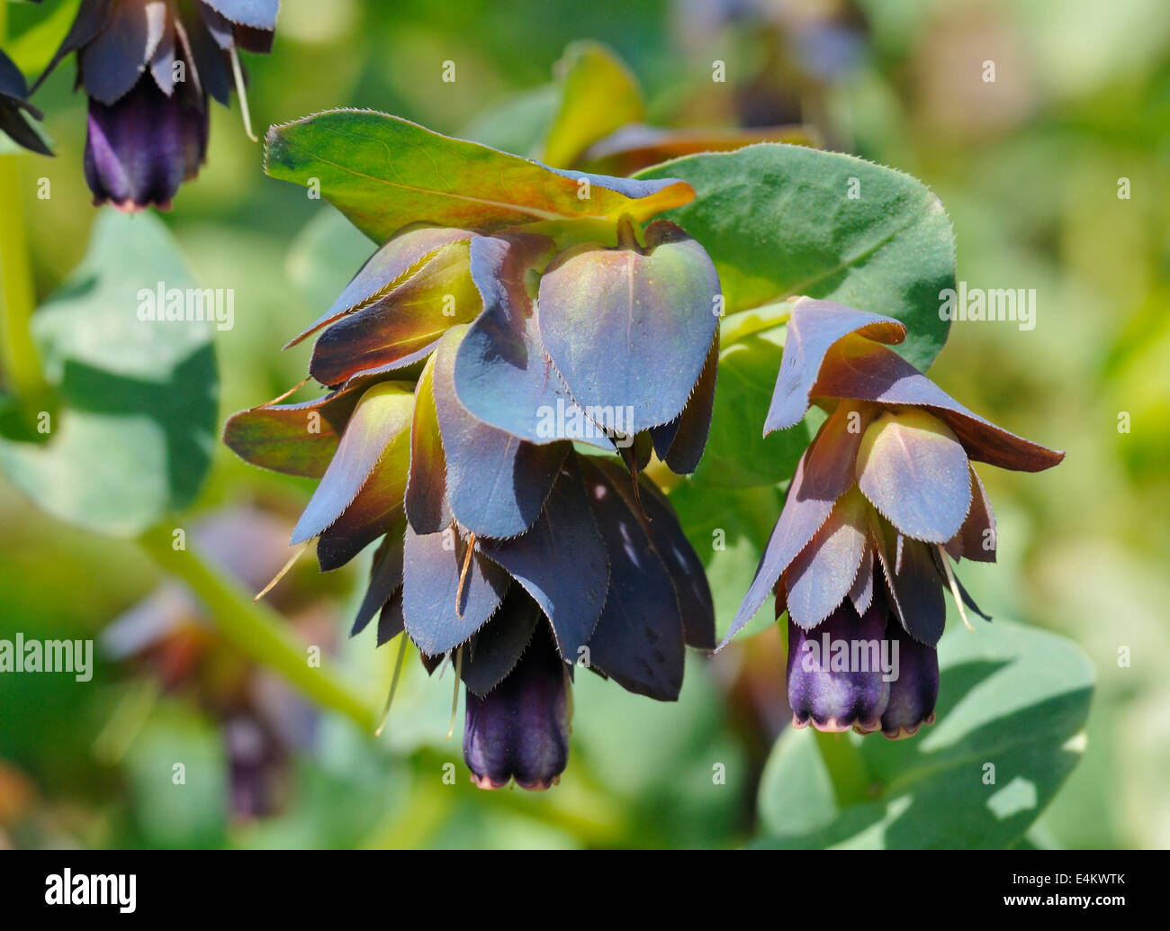 Honeywort - Cerinthe major purpurascens Purple form Stock Photo