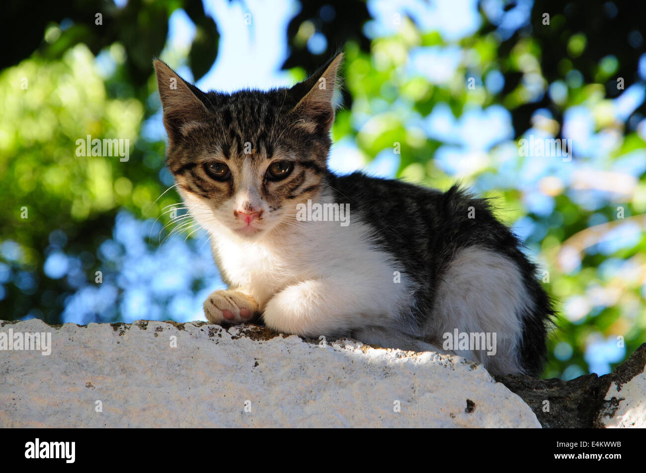 Stray kitten sitting on wall in Rhodes, Greece Stock Photo