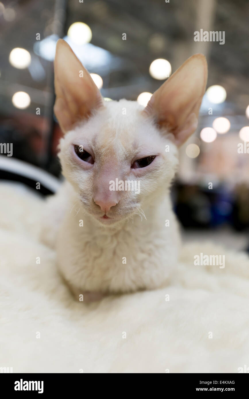 Cornish Rex cat at international exhibition  Ketsburg in Moscow, Russia Stock Photo