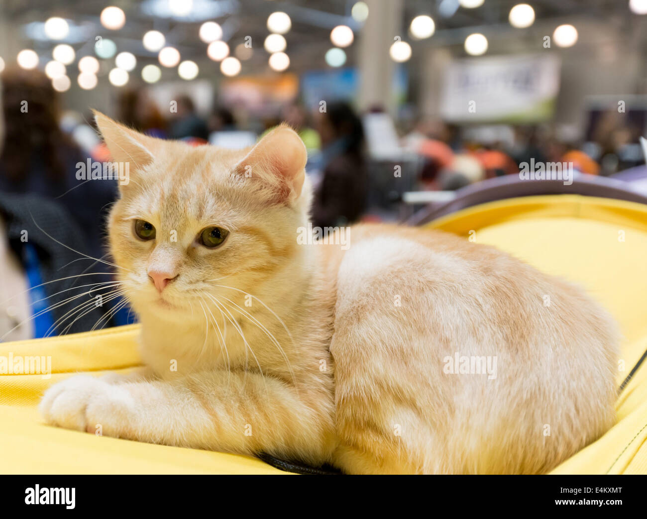 European shorthair cat at international exhibition of cats 'Ketsburg' in 'Crocus Expo', Moscow, Russia Stock Photo