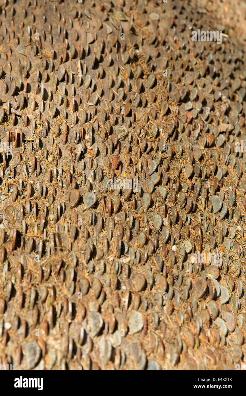The famous coin tree at Tarn Hows Lake District National Park England ...