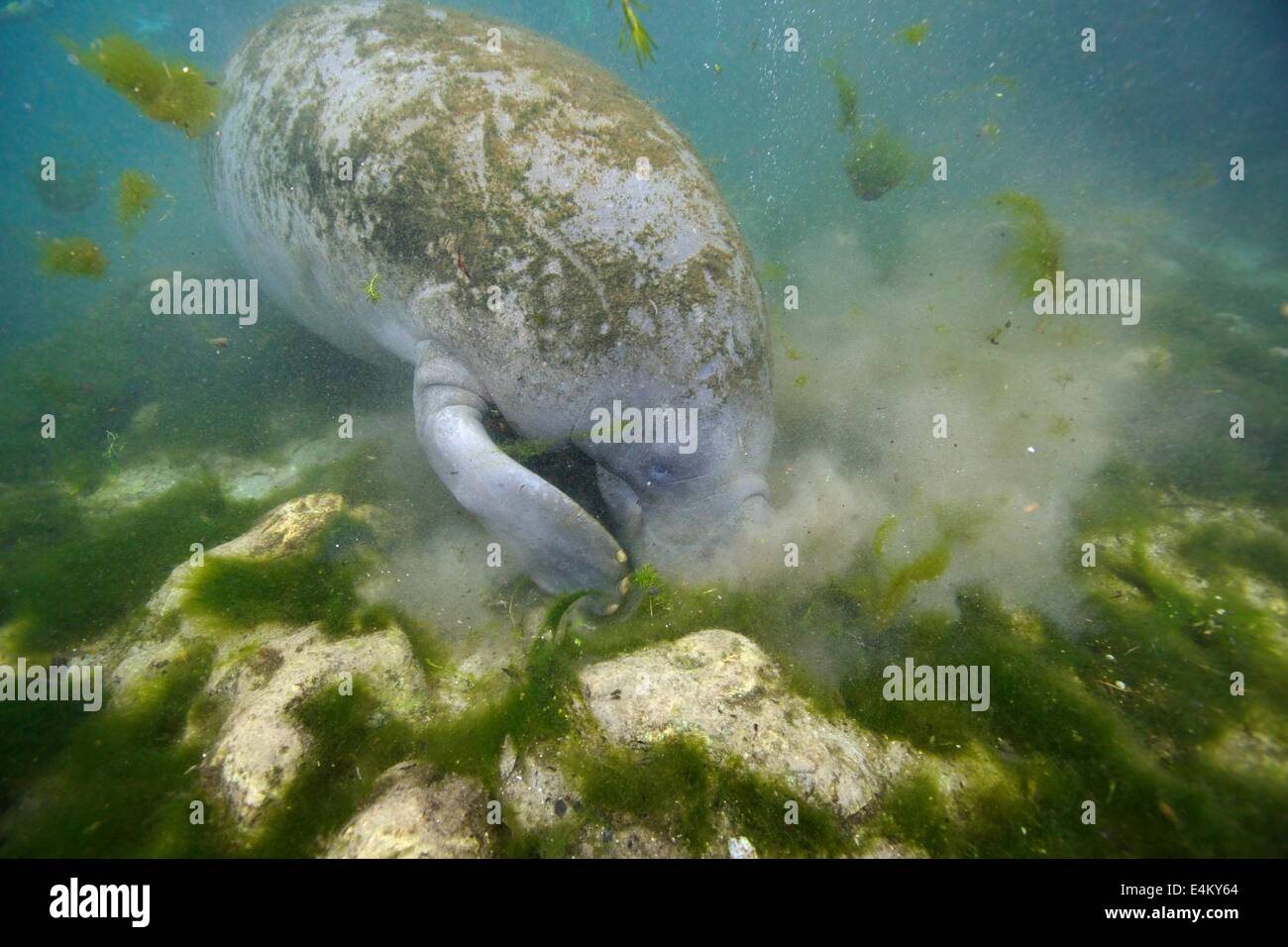 A West Indian Manatee (Trichechus manatus latirostris) feeding in Kings ...