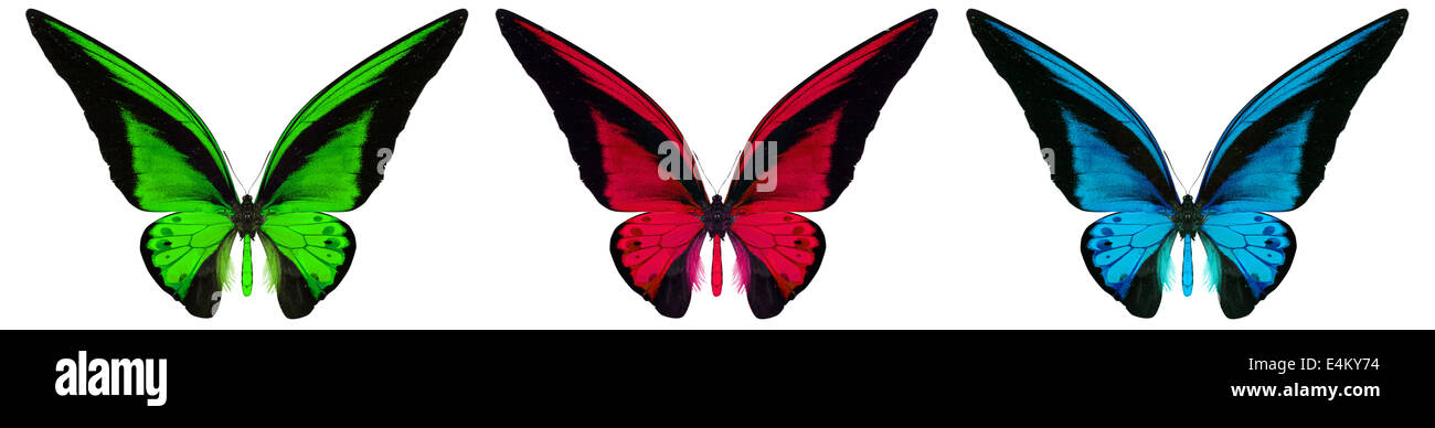 beautiful butterfly isolated on a white background Stock Photo - Alamy