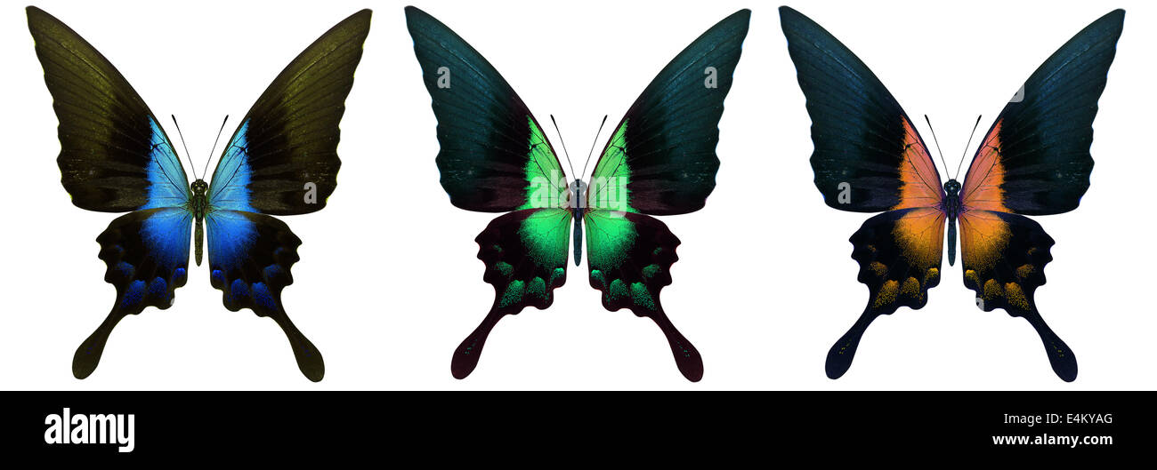 beautiful butterfly isolated on a white background Stock Photo - Alamy