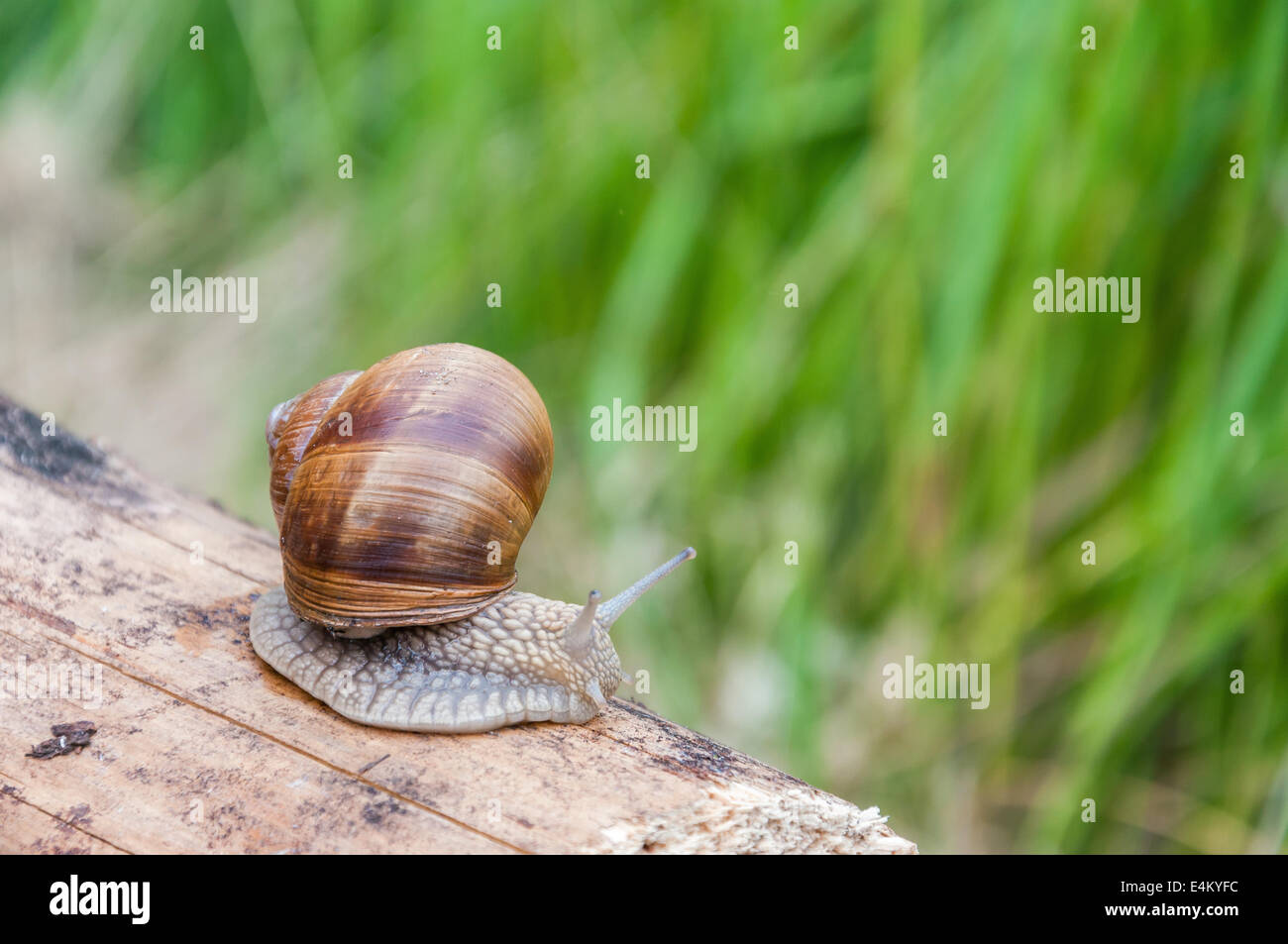 Snail crawling over a piece of wood Stock Photo