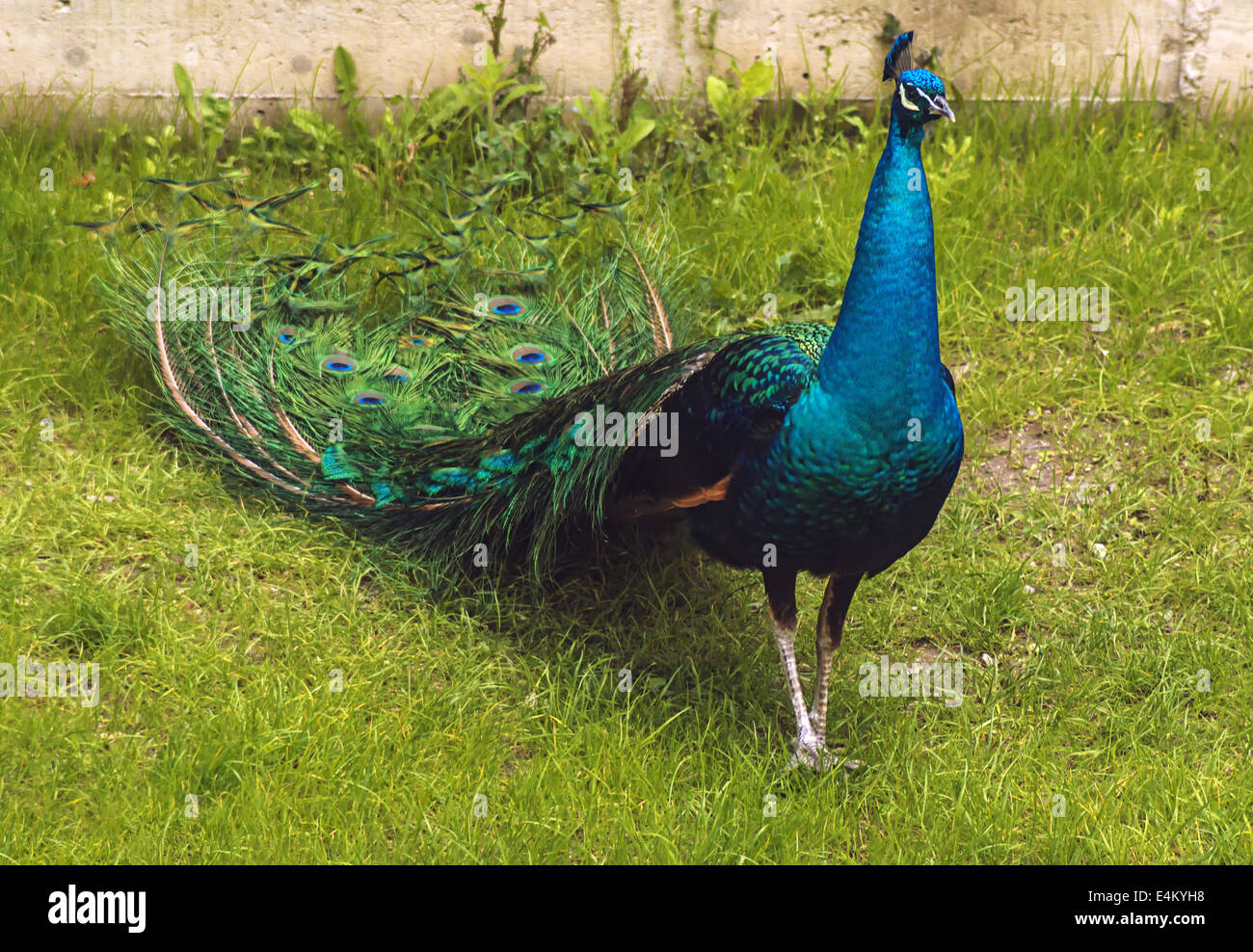 Peacock walking on green grass Stock Photo - Alamy