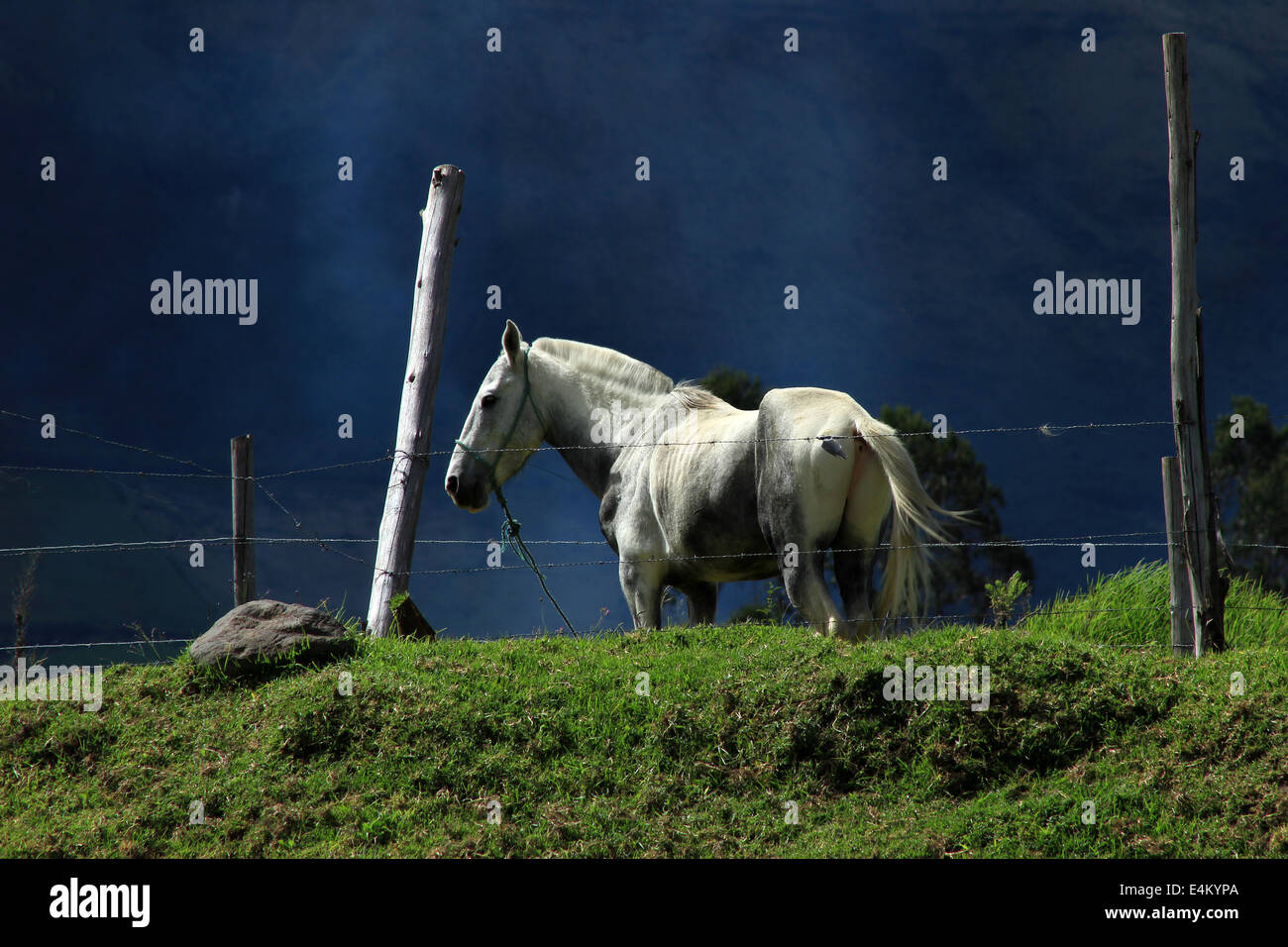 A white horse standing on a hill in a farmers pasture in Cotacachi, Ecuador Stock Photo