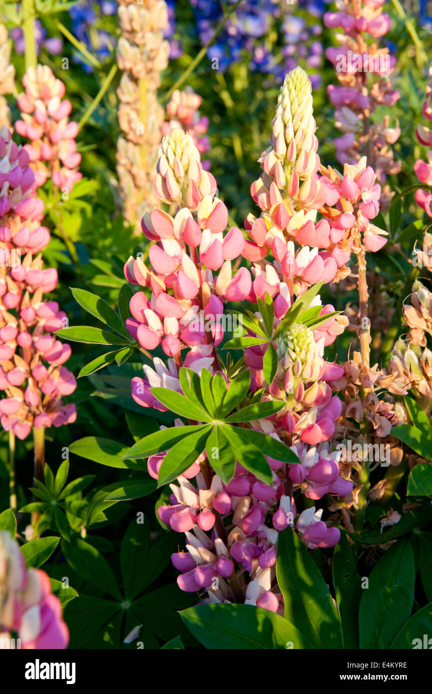 Lupine garden flowers ireland hi-res stock photography and images - Alamy