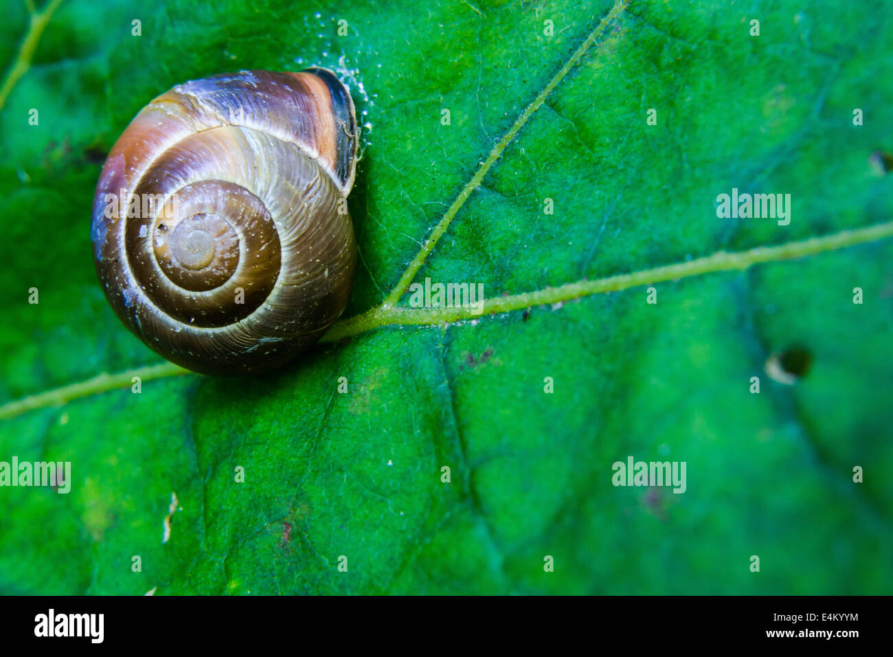 Snail and leaf Stock Photo