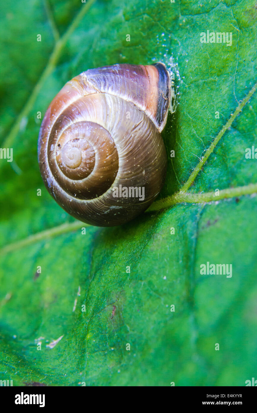 Snail and leaf Stock Photo