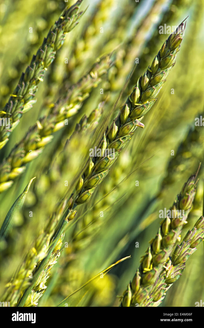Detail of the green wheat with shallow depth of field. Agricultural concept. Stock Photo