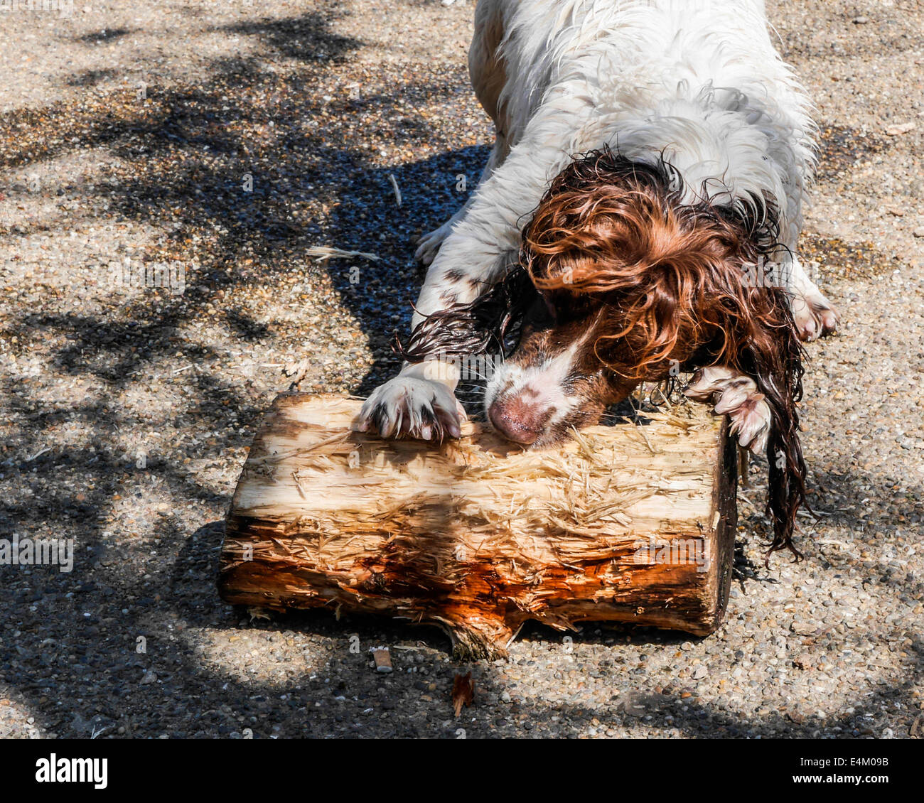 Wet Dog Chewing And Gnawing A Battered Tree Trunk Log Stock Photo Alamy