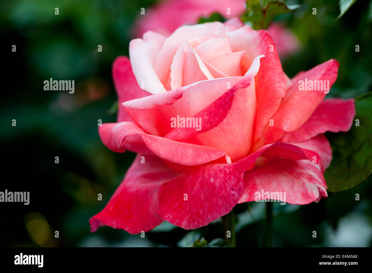 Beautiful red and white rose in the garden Stock Photo Alamy