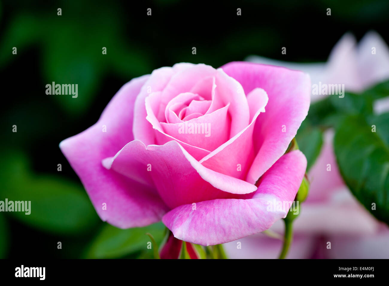 Beautiful pink roses in the garden Stock Photo - Alamy