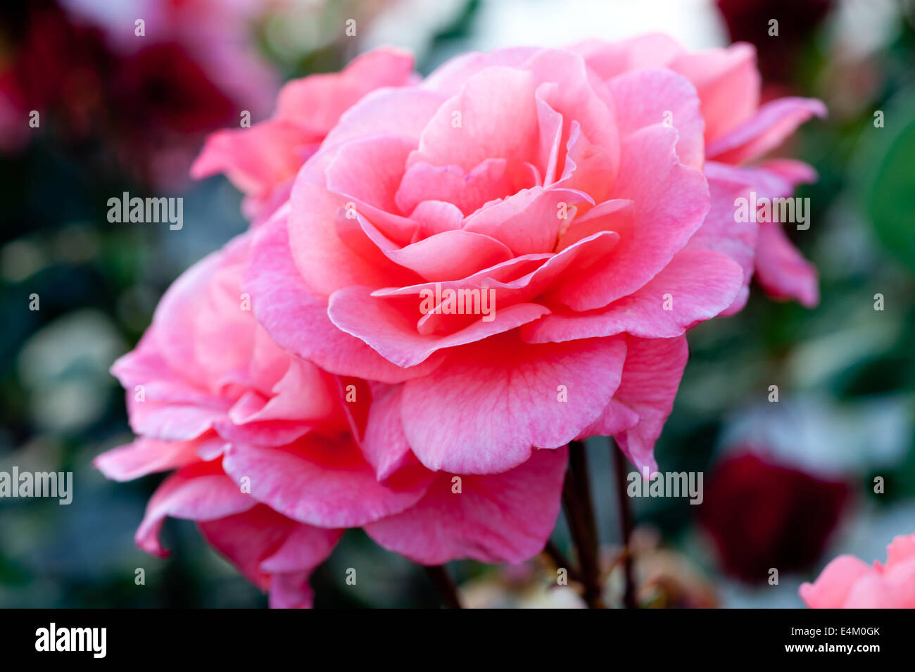 Beautiful pink roses in the garden Stock Photo - Alamy