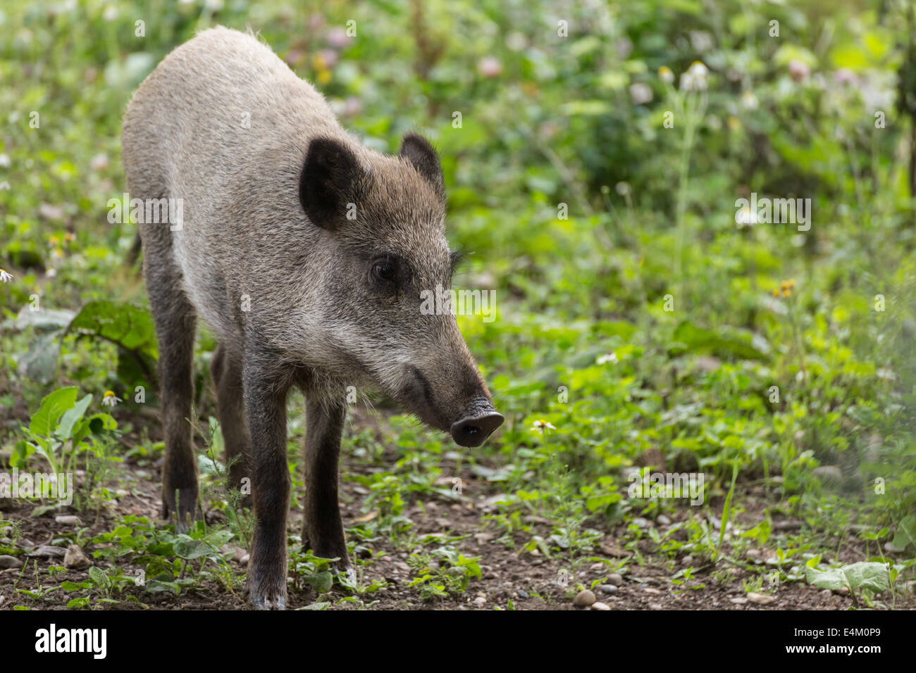 Young wild boar with curious look into the camera Stock Photo