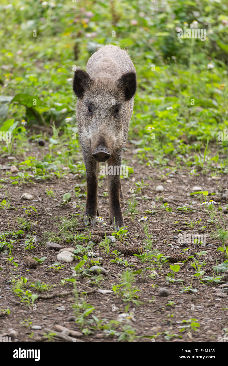 Young wild boar with curious look into the camera Stock Photo