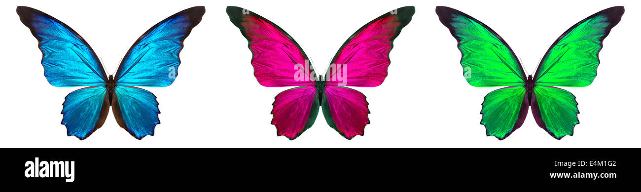 beautiful butterfly isolated on a white background Stock Photo - Alamy