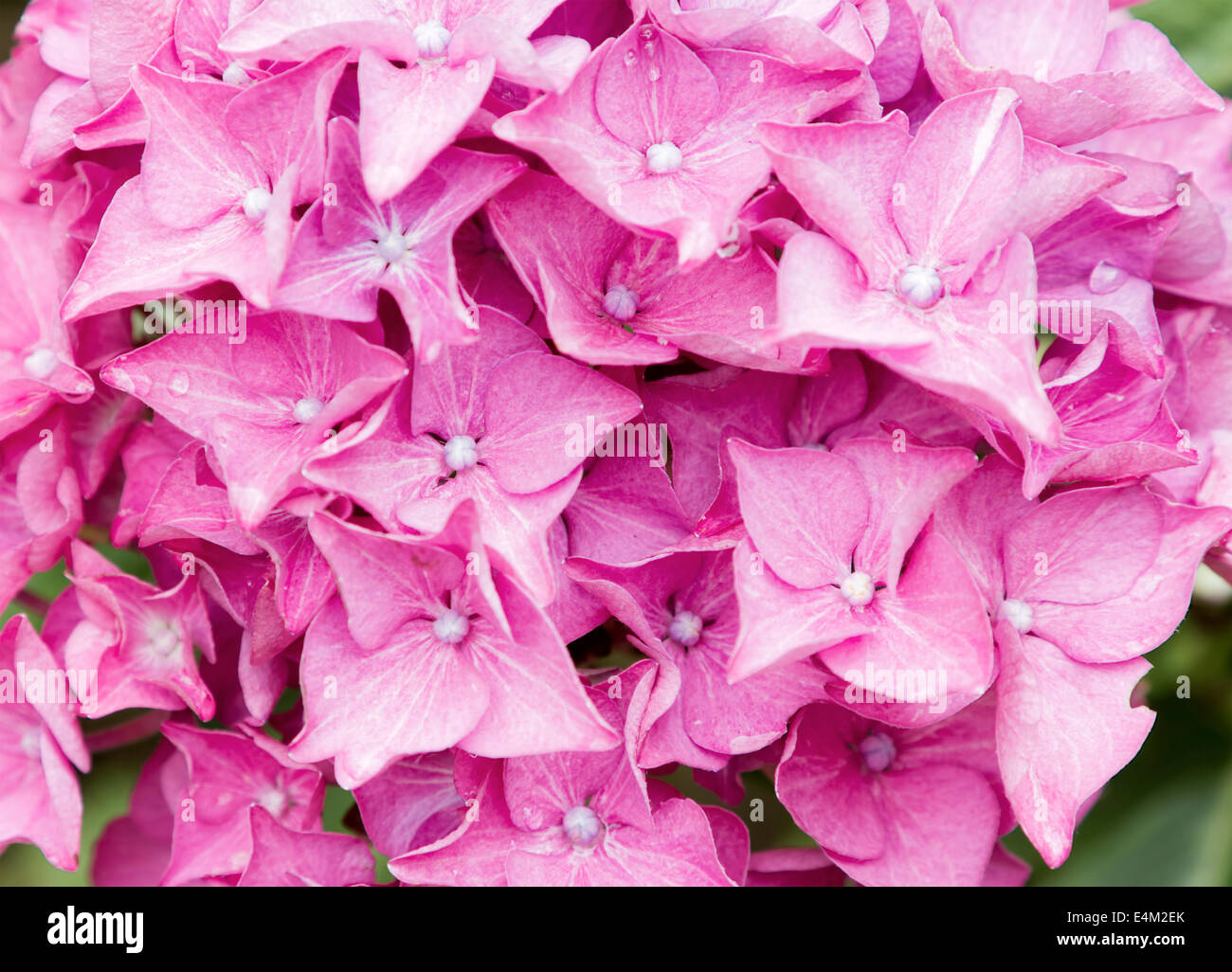 Close up pink hydrangea flowers Stock Photo - Alamy