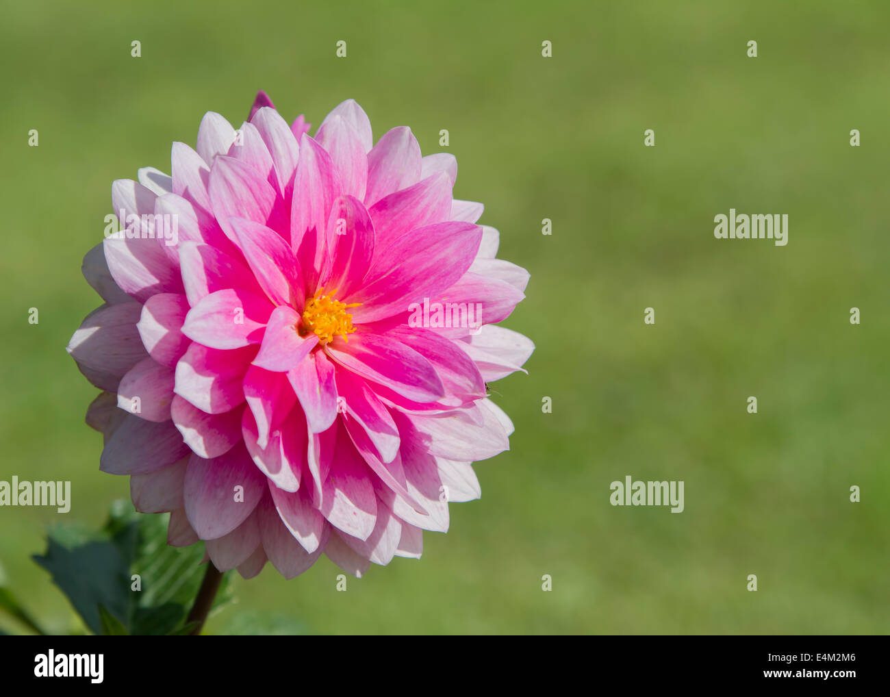Single pink dahlia flower Stock Photo