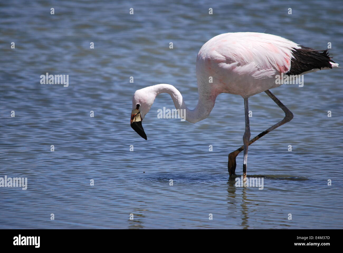Flamingo in a lagoon near the Salar de Uyuni, Bolivia Stock Photo