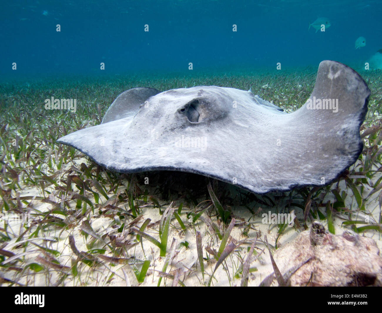 Stingray at Shark Ray Alley, Hol Chan Marine Reserve, Belize Stock Photo