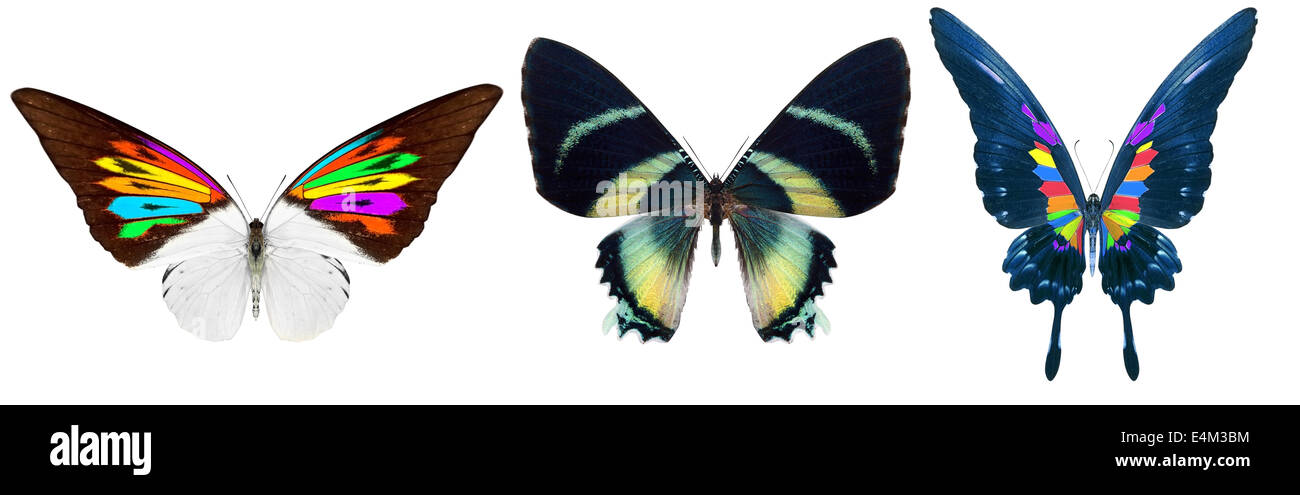 beautiful butterfly isolated on a white background Stock Photo - Alamy