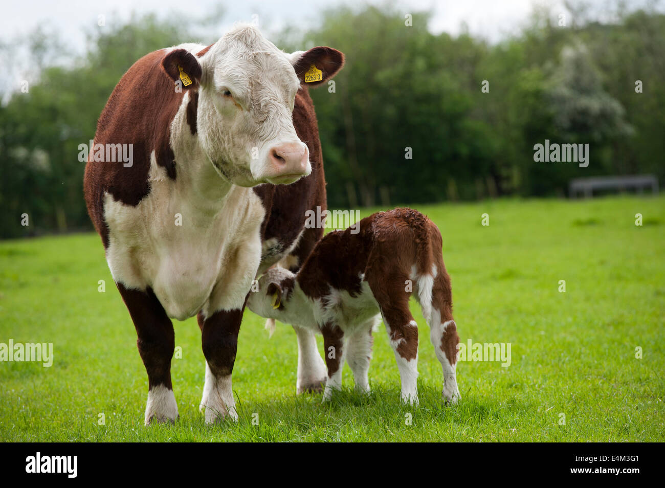 Hereford Cow High Resolution Stock Photography and Images - Alamy