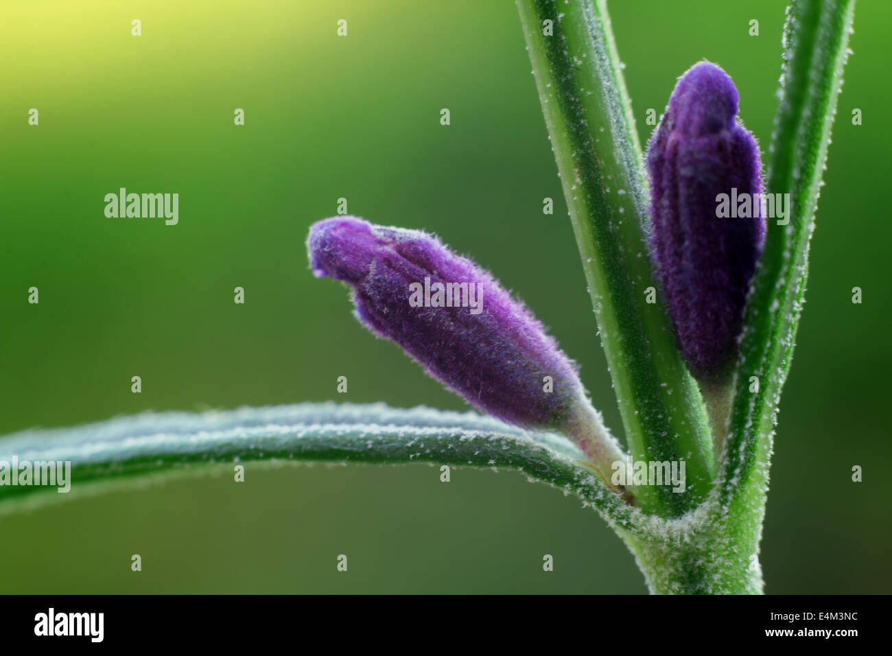 Lavender buds hi-res stock photography and images - Alamy
