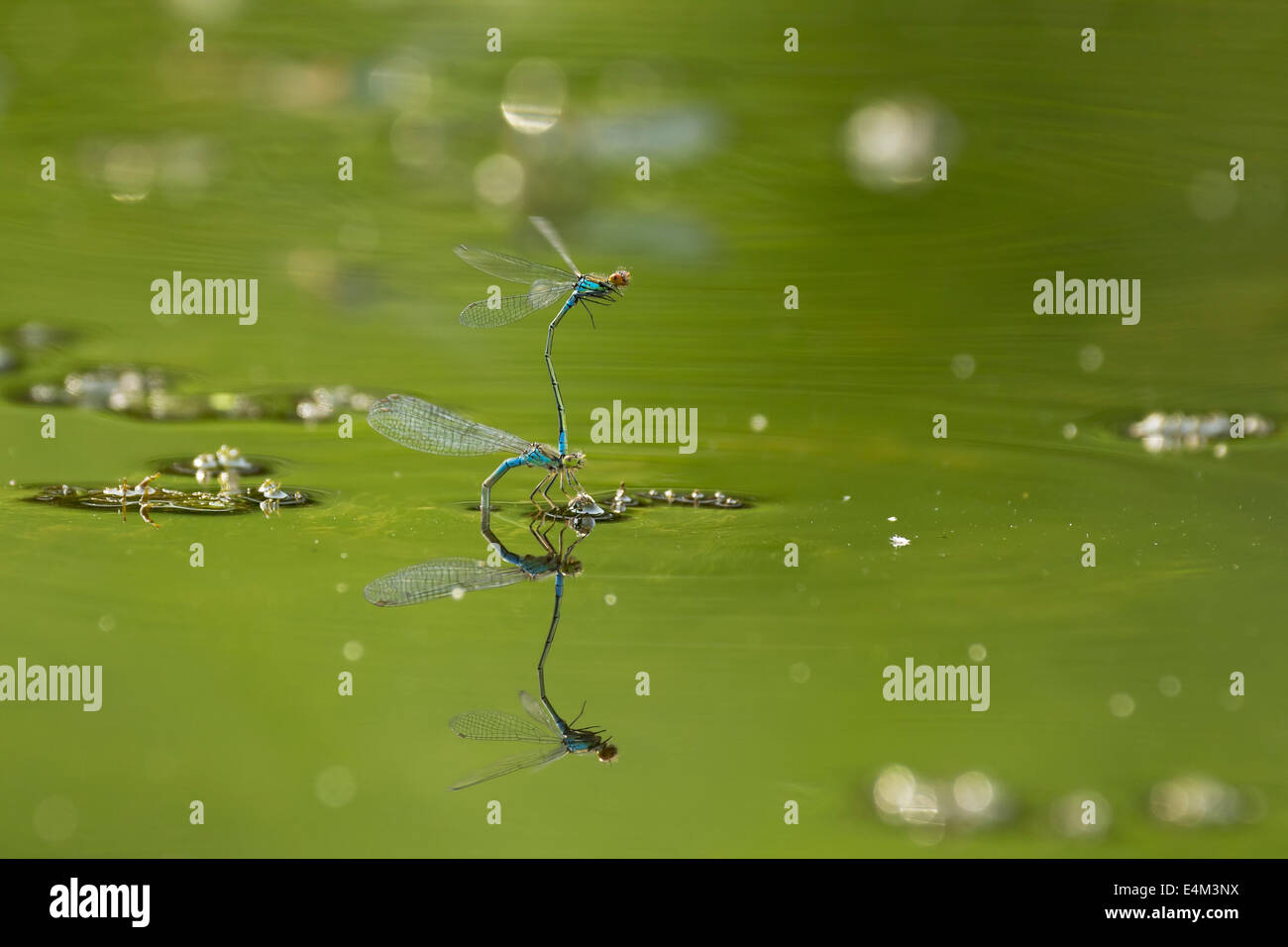 Blue Damselflies mating on the water surface Stock Photo - Alamy