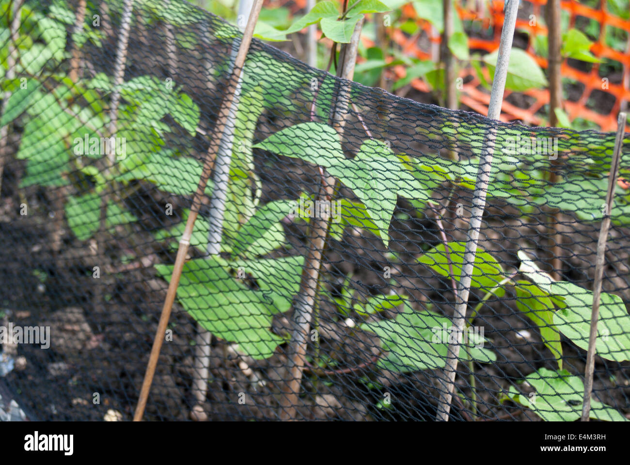 Runner beans growing hires stock photography and images Alamy