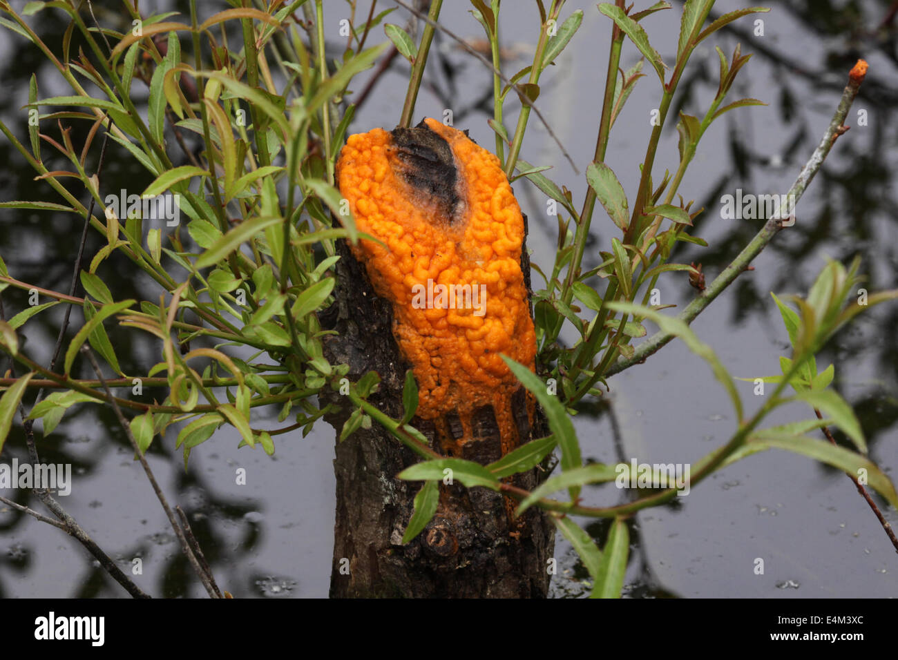 оранжевая слизь на пнях. древесный коралловый гриб. Scp 999. оранжевая плесень на пне. оранжевая слизь.